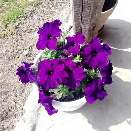 Rustic Haus Pivon Casa vacanze *